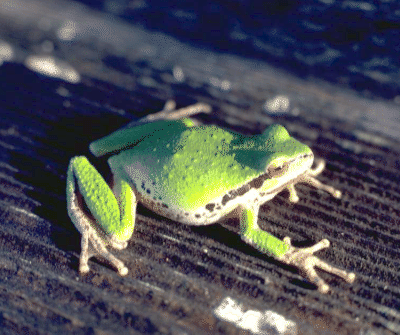 wildlife (frog)