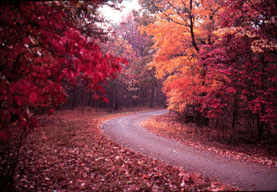 road (fragments habitat)