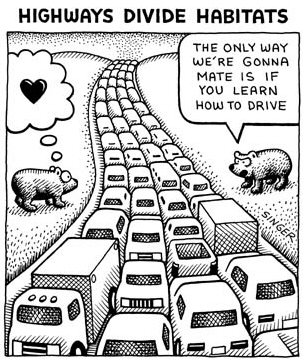 roads fragment habitat (Copyright 1997 Andrew B. Singer)